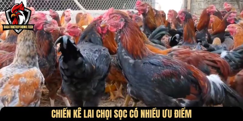 Chiến kê lai chọi sọc có nhiều ưu điểm