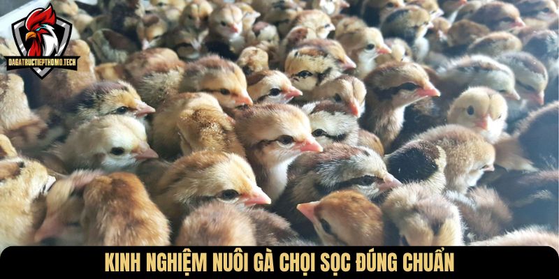Kinh nghiệm nuôi gà chọi sọc đúng chuẩn