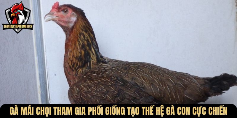 Gà mái chọi tham gia phối giống tạo thế hệ gà con cực chiến