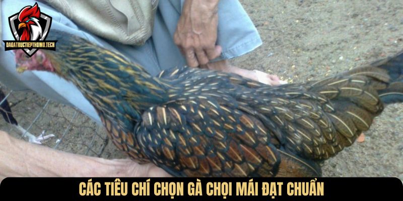 Các tiêu chí chọn gà chọi mái đạt chuẩn