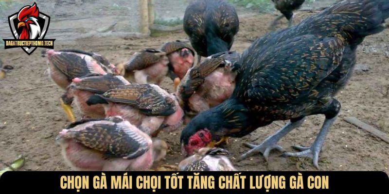 Chọn gà mái chọi tốt tăng chất lượng gà con