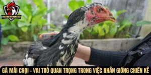 ga mai choi