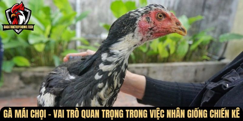 ga mai choi