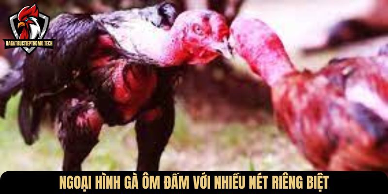 Ngoại hình gà ôm đấm với nhiều nét riêng biệt