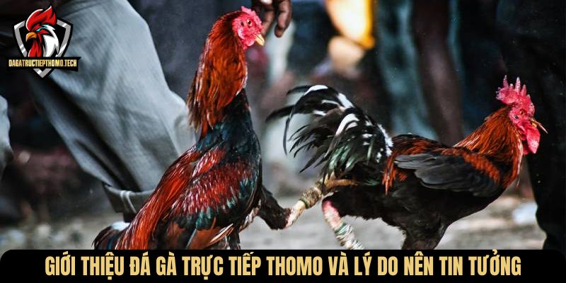 Giới thiệu Đá Gà Trực Tiếp Thomo và lý do nên tin tưởng
