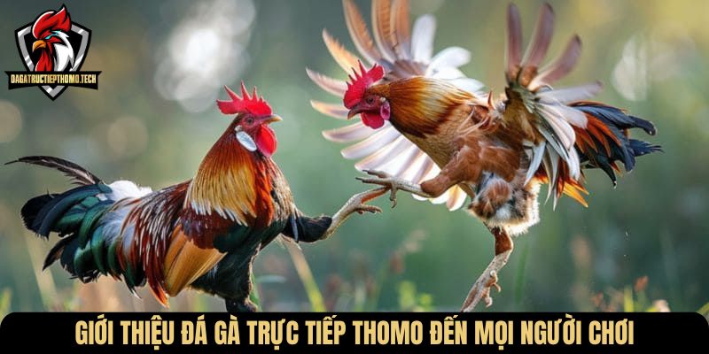Giới thiệu Đá gà trực tiếp Thomo đến mọi người chơi