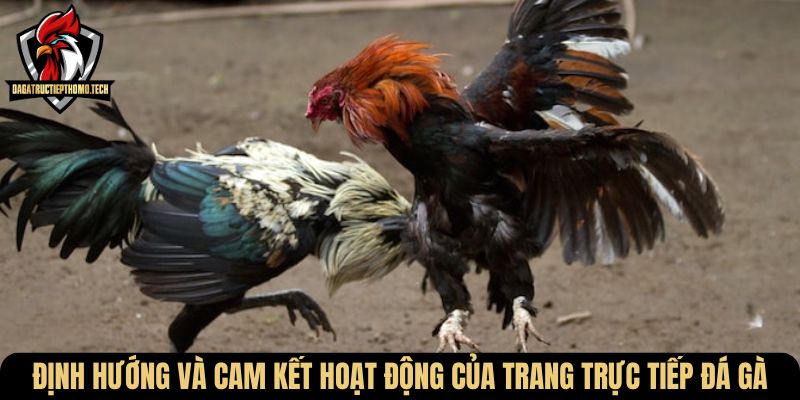 Định hướng và cam kết hoạt động của trang trực tiếp đá gà