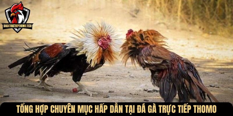 Tổng hợp chuyên mục hấp dẫn tại Đá gà trực tiếp Thomo