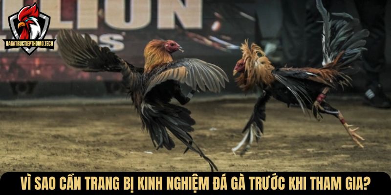 Vì sao cần trang bị kinh nghiệm đá gà trước khi tham gia?