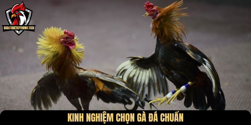 Kinh nghiệm chọn gà đá chuẩn