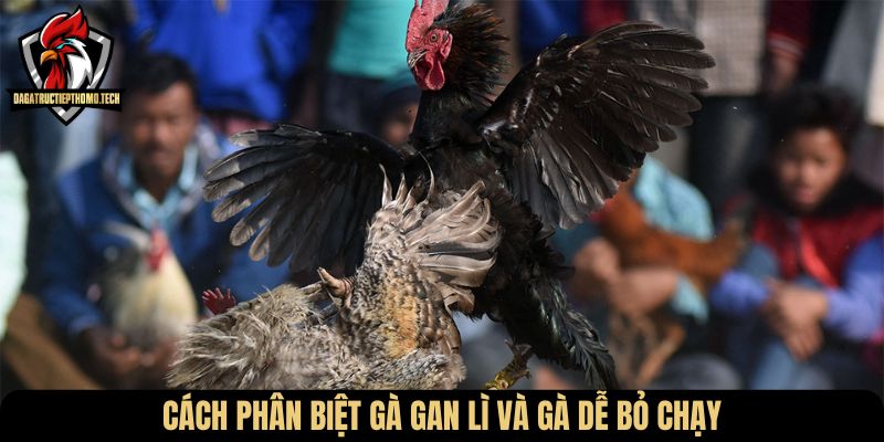 Cách phân biệt gà gan lì và gà dễ bỏ chạy