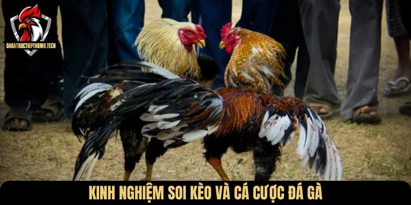 Kinh nghiệm soi kèo và cá cược đá gà