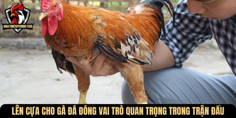 Lên cựa cho gà đá đóng vai trò quan trọng trong trận đấu