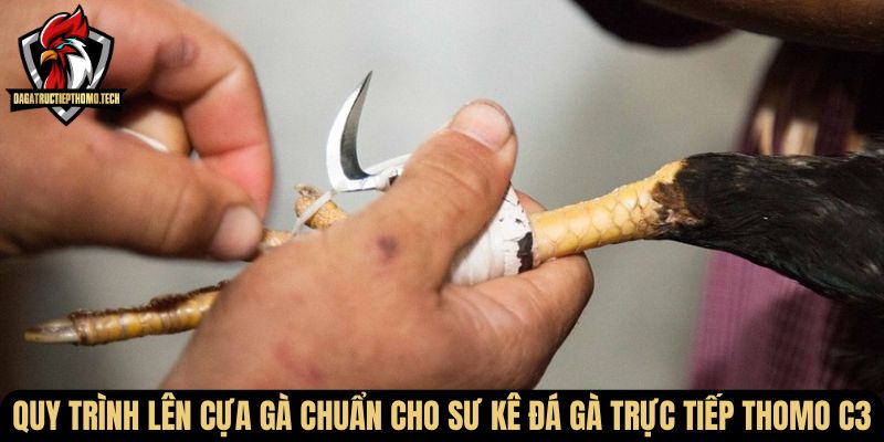 Quy trình lên cựa gà chuẩn cho sư kê đá gà trực tiếp thomo c3