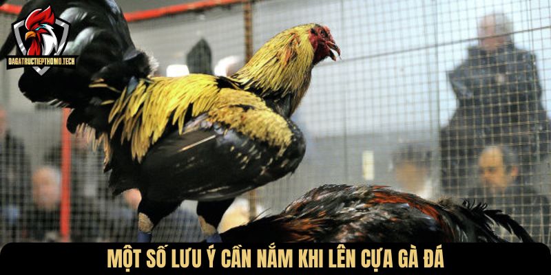 Một số lưu ý cần nắm khi lên cựa gà đá