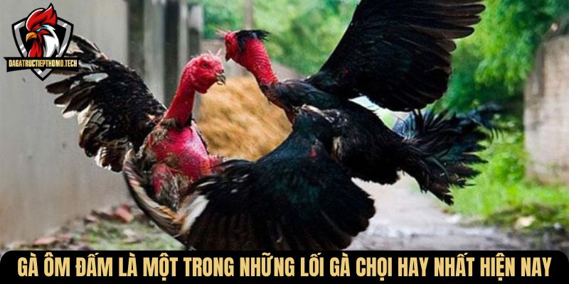 Gà ôm đấm là một trong những lối gà chọi hay nhất hiện nay