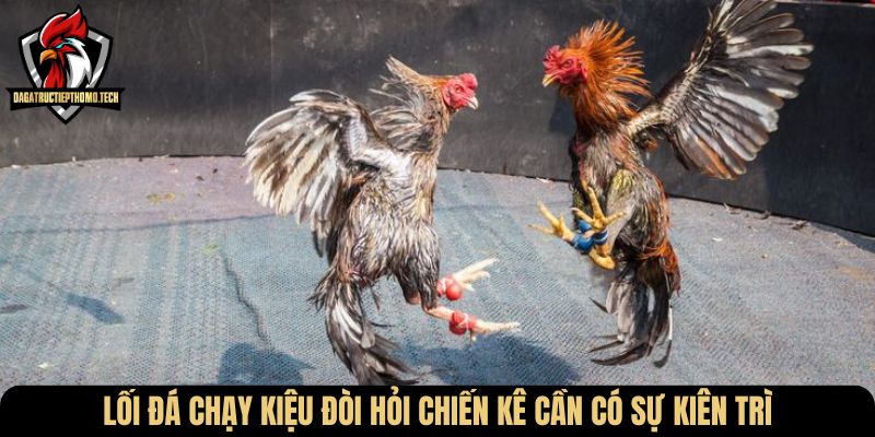 Lối đá chạy kiệu đòi hỏi chiến kê cần có sự kiên trì