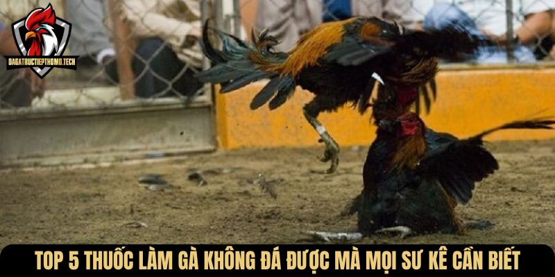 Top 5 thuốc làm gà không đá được mà mọi sư kê cần biết