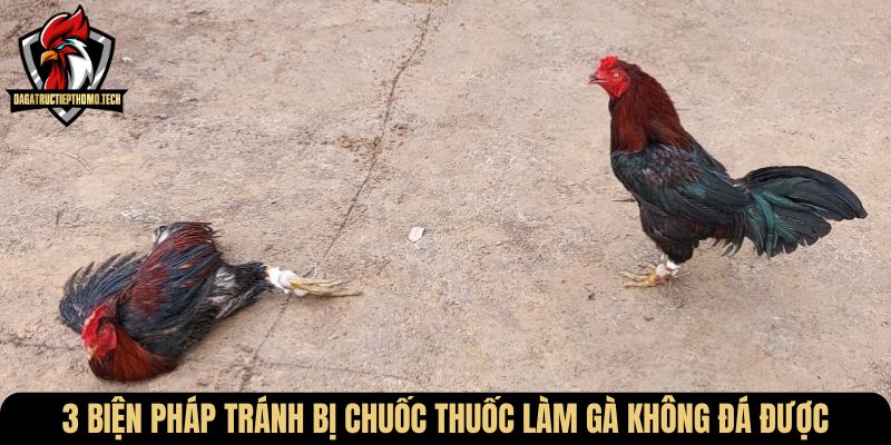 3 biện pháp tránh bị chuốc thuốc làm gà không đá được