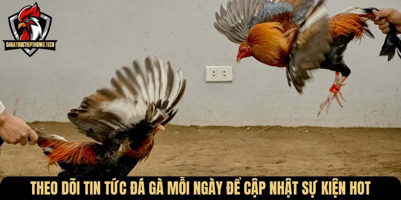 Theo dõi tin tức đá gà mỗi ngày để cập nhật sự kiện hot