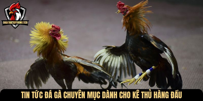 Tin tức đá gà chuyên mục dành cho kê thủ hàng đầu