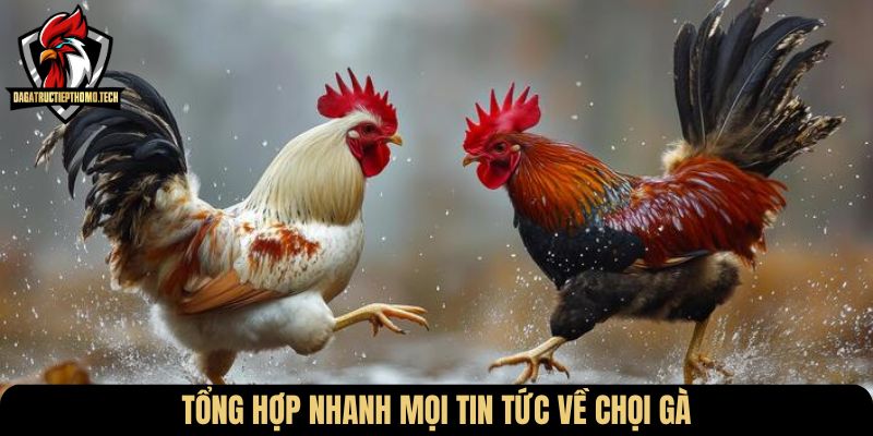Tổng hợp nhanh mọi Tin tức về chọi gà