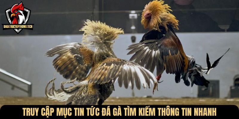 Truy cập mục Tin tức đá gà tìm kiếm thông tin nhanh