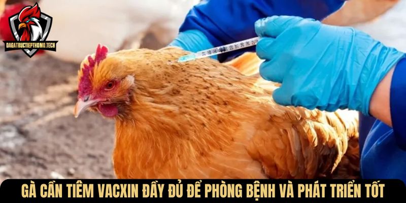 Gà cần tiêm vacxin đầy đủ để phòng bệnh và phát triển tốt
