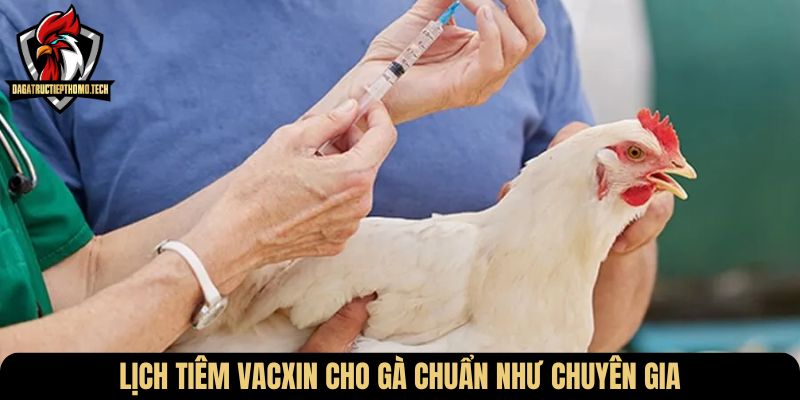 Lịch tiêm vacxin cho gà chuẩn như chuyên gia