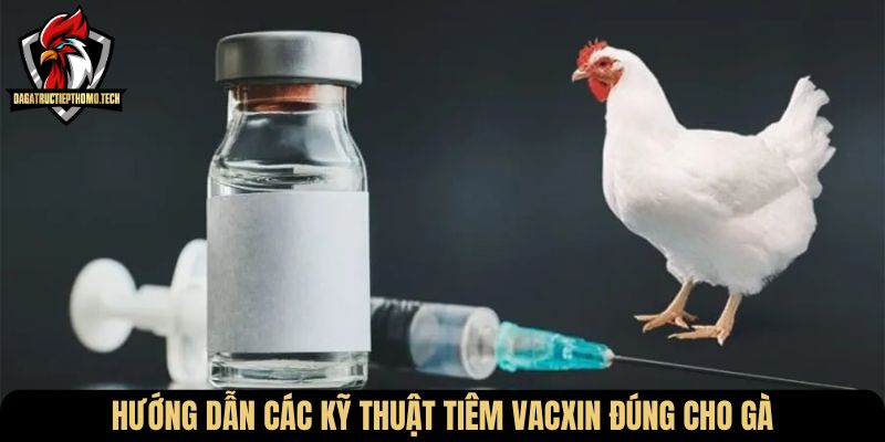 Hướng dẫn các kỹ thuật tiêm vacxin đúng cho gà