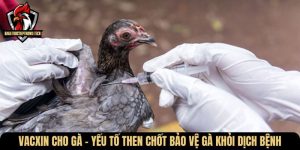 vacxin cho ga