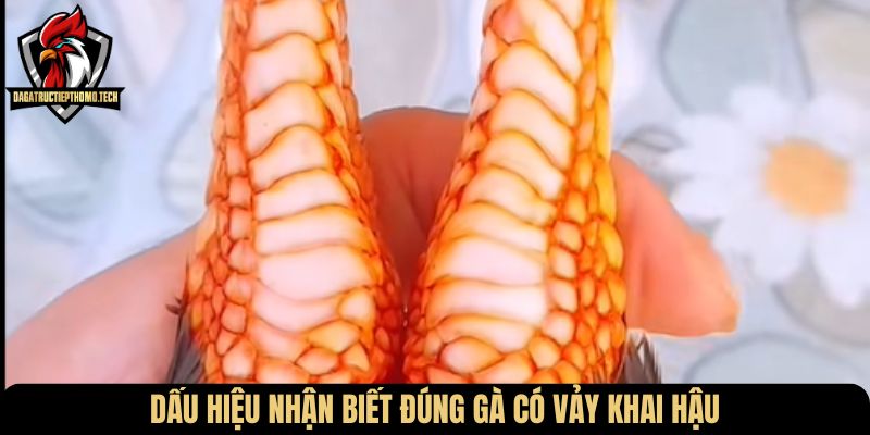 Dấu hiệu nhận biết đúng gà có vảy khai hậu