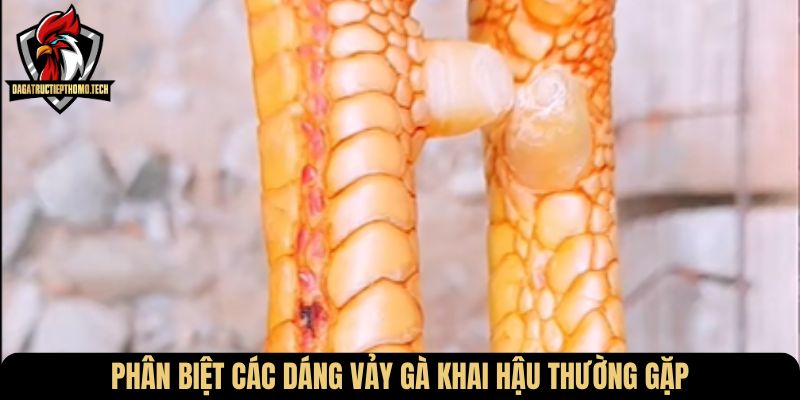 Phân biệt các dáng vảy gà khai hậu thường gặp