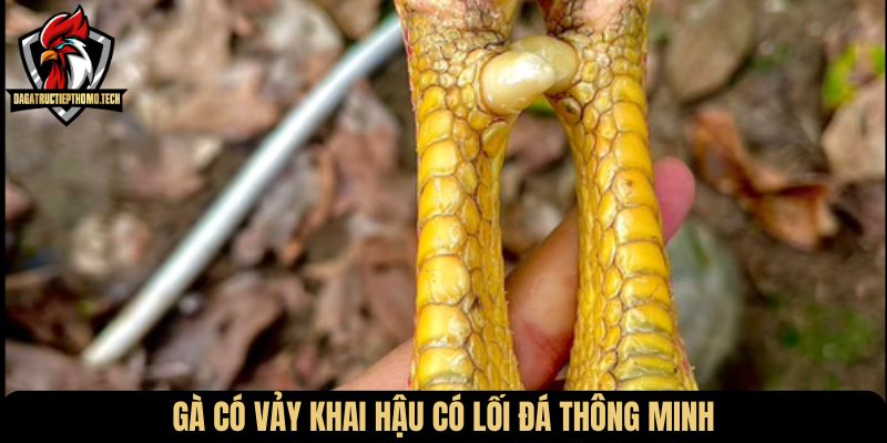 Gà có vảy khai hậu có lối đá thông minh