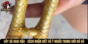 vay ga khai hau