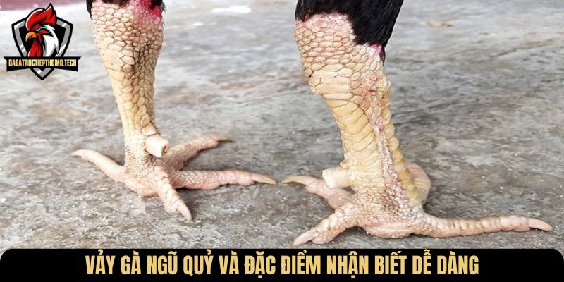 Vảy gà ngũ quỷ và đặc điểm nhận biết dễ dàng