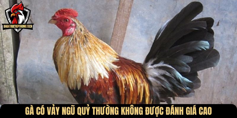 Gà có vảy ngũ quỷ thường không được đánh giá cao