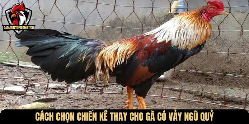 Cách chọn chiến kê thay cho gà có vảy ngũ quỷ