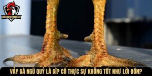 vay ga ngu quy