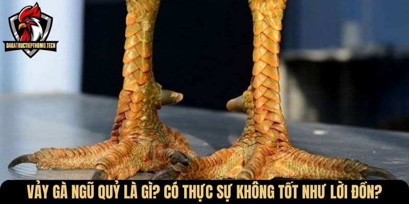 vay ga ngu quy