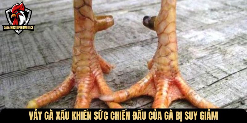 Vảy gà xấu khiến sức chiến đấu của gà bị suy giảm