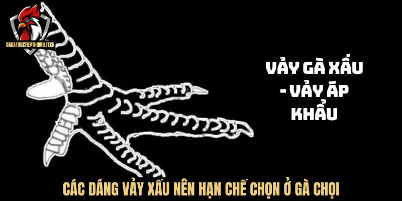Các dáng vảy xấu nên hạn chế chọn ở gà chọi