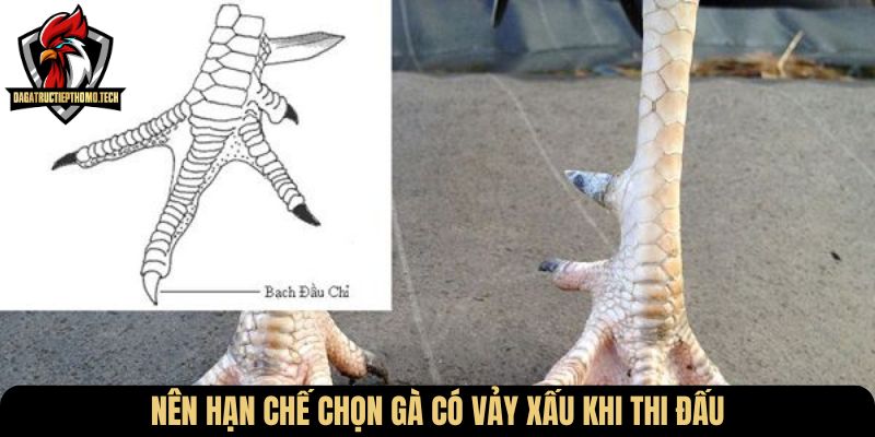 Nên hạn chế chọn gà có vảy xấu khi thi đấu