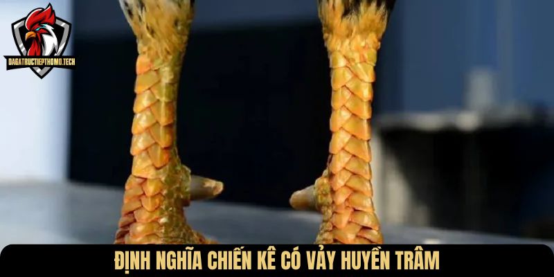Định nghĩa chiến kê có vảy huyền trâm