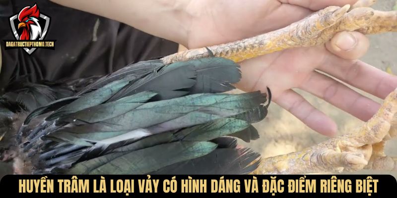 Huyền trâm là loại vảy có hình dáng và đặc điểm riêng biệt