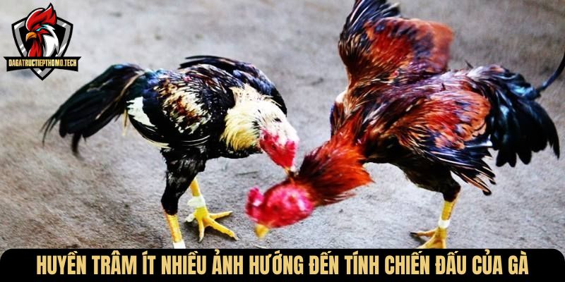 Huyền trâm ít nhiều ảnh hướng đến tính chiến đấu của gà