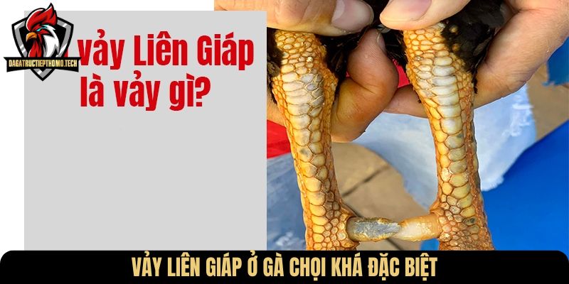 Vảy liên giáp ở gà chọi khá đặc biệt