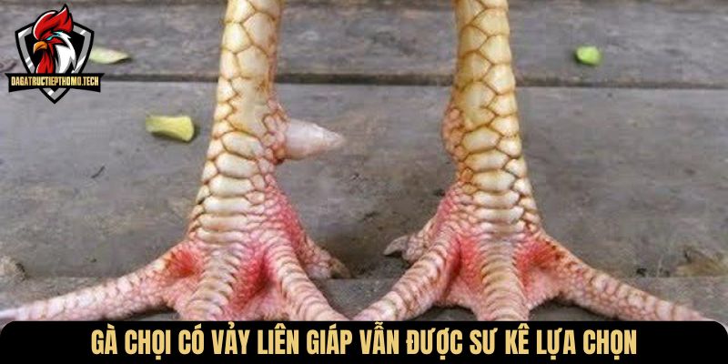 Gà chọi có vảy liên giáp vẫn được sư kê lựa chọn