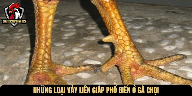 Những loại vảy liên giáp phổ biến ở gà chọi
